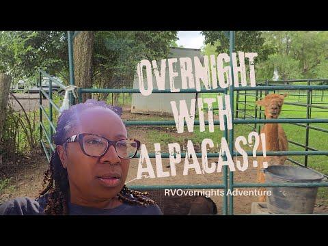 I Spent The Night At An Alpaca Farm